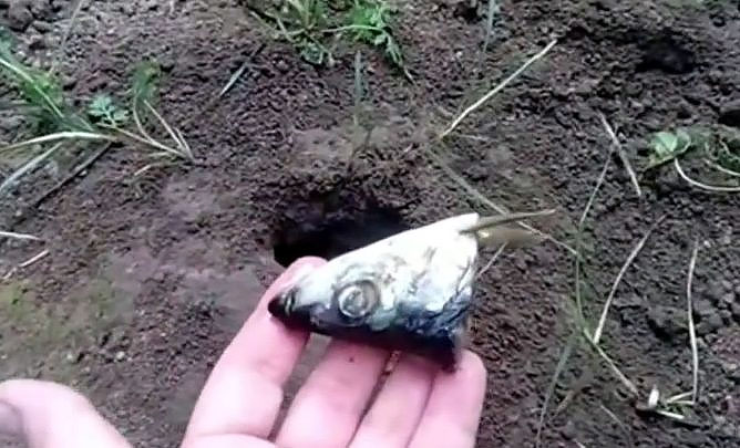 Запахи от кротов